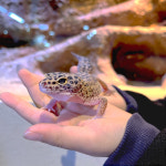 어푸어푸 천안모다아울렛점