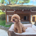 아롱이다롱이