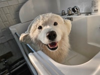 워킹애니멀스쿨 애견훈련소 애견유치원 애견호텔