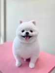 오송애견미용 도그지음