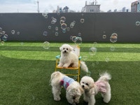 댕스라이프&댕스살롱