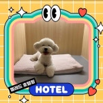 옐레드 애견유치원&애견호텔 안산고잔점