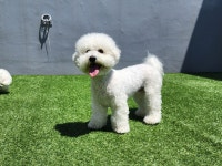 댕스라이프&댕스살롱