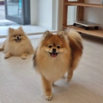 까미랑몽이