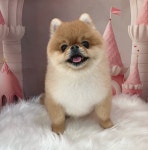 토리멍