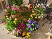 플라워카페 소월의봄