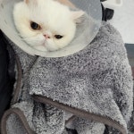 고양이미용실냥냥박사