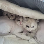 고양이미용실냥냥박사