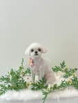 굿데이몽