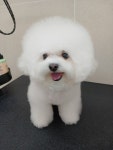 그루밍버블리
