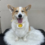 그루밍버블리