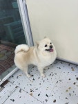 개몽이네