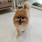 몽블링애견샵