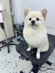 개몽이네