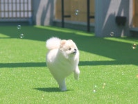 와이즈독 아카데미