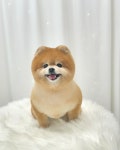 피티와커트