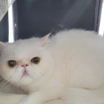 고양이미용실냥냥박사