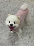 리꼬리꼬 펫살롱