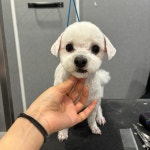 중산동 애견수제간식 & 애견미용