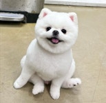 뽀독 시흥정왕점