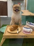 미용해주개