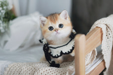 아담스펫 강아지분양 고양이분양 강남점