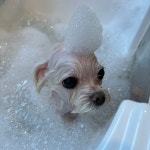 중산동 애견수제간식 & 애견미용