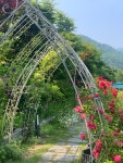 타샤의정원251