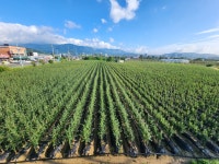 영생청과(주) | 영생과수묘목 영농조합법인