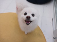 애견호텔고봉이네놀이방