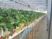 베리베리팜 딸기농장