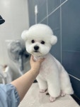 빵실빵실