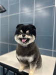 빵실빵실