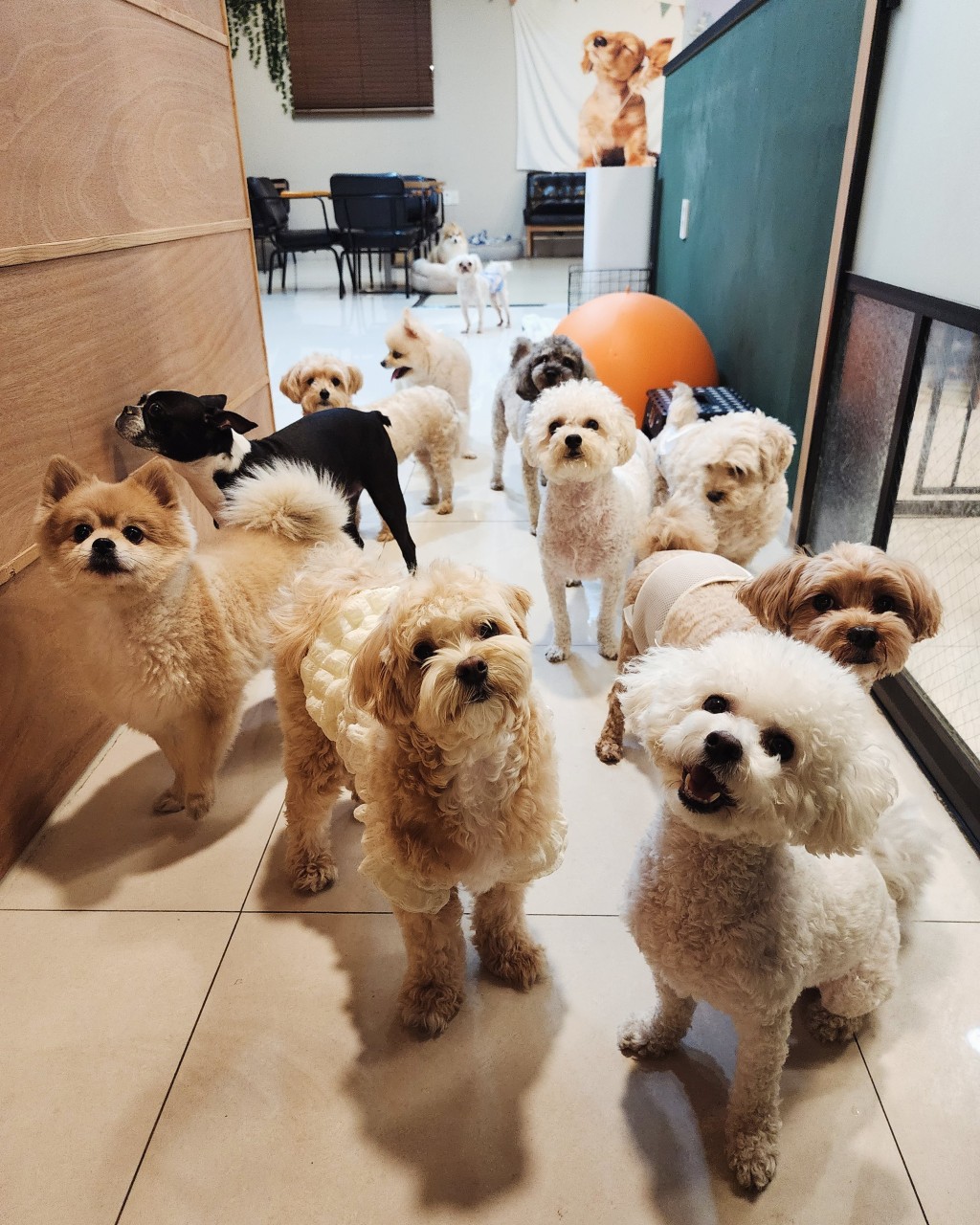 루프독 애견유치원 호텔 카페
