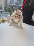 일산고양이 라라캣츠
