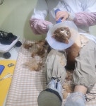 고양이 무마취 미용 냥털도둑