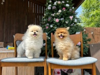 버프독 애견유치원 독피트니스 강아지유치원 버프탕