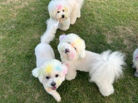 버프독 애견유치원 독피트니스 강아지유치원 버프탕