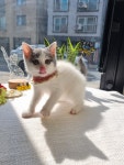 일산고양이 라라캣츠