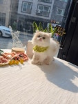 일산고양이 라라캣츠