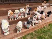 버프독 애견유치원 독피트니스 강아지유치원 버프탕