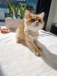 일산고양이 라라캣츠
