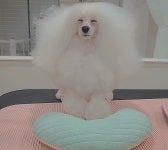 멍털연구소