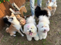 버프독 애견유치원 독피트니스 강아지유치원 버프탕