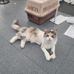 고양이 무마취 미용 냥털도둑