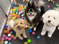 버프독 애견유치원 독피트니스 강아지유치원 버프탕