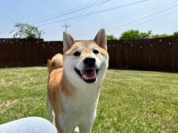 버프독 애견유치원 독피트니스 강아지유치원 버프탕