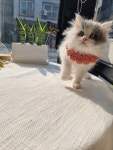 일산고양이 라라캣츠