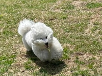 버프독 애견유치원 독피트니스 강아지유치원 버프탕