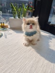 일산고양이 라라캣츠